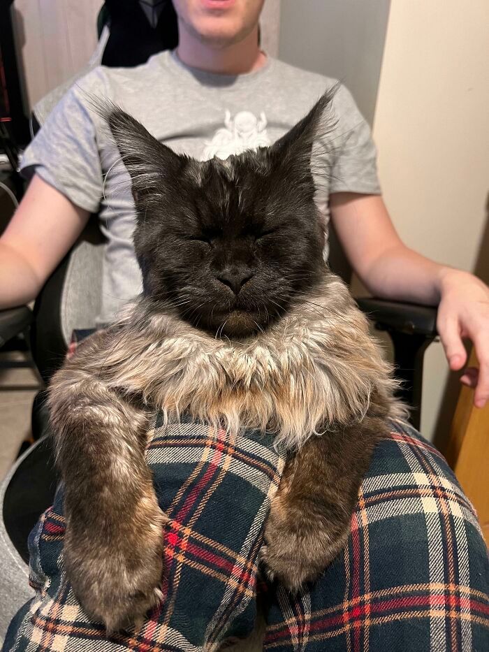 38 fotos ridiculamente impressionantes do gato Maine Coon que você precisa ver 3