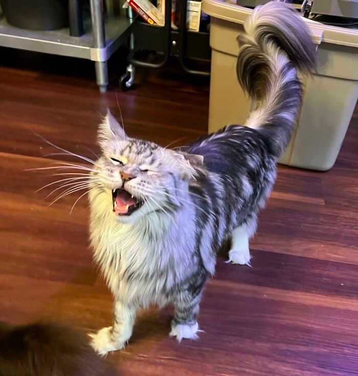 38 fotos ridiculamente impressionantes do gato Maine Coon que você precisa ver 4