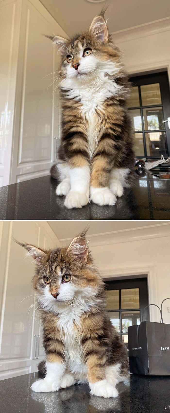 38 fotos ridiculamente impressionantes do gato Maine Coon que você precisa ver 5