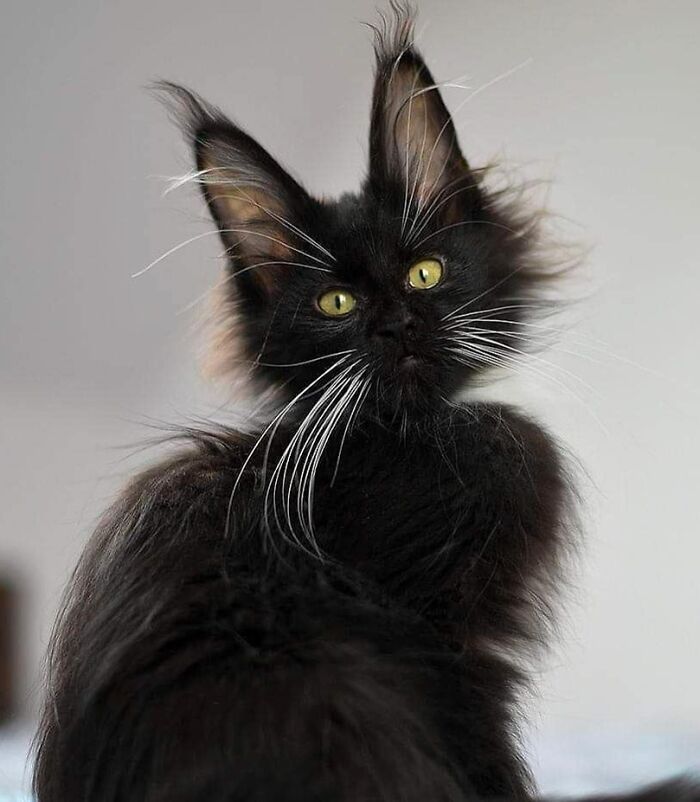 38 fotos ridiculamente impressionantes do gato Maine Coon que você precisa ver 10