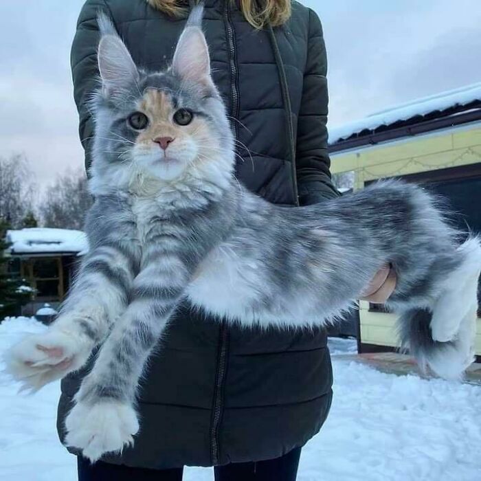 38 fotos ridiculamente impressionantes do gato Maine Coon que você precisa ver 16