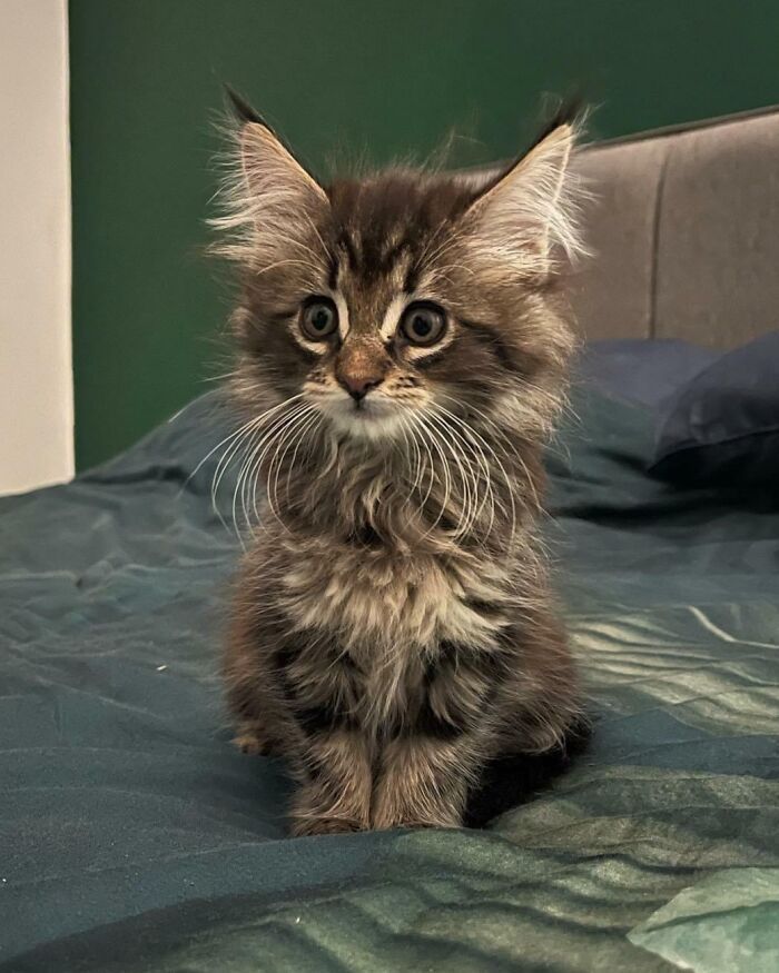 38 fotos ridiculamente impressionantes do gato Maine Coon que você precisa ver 21