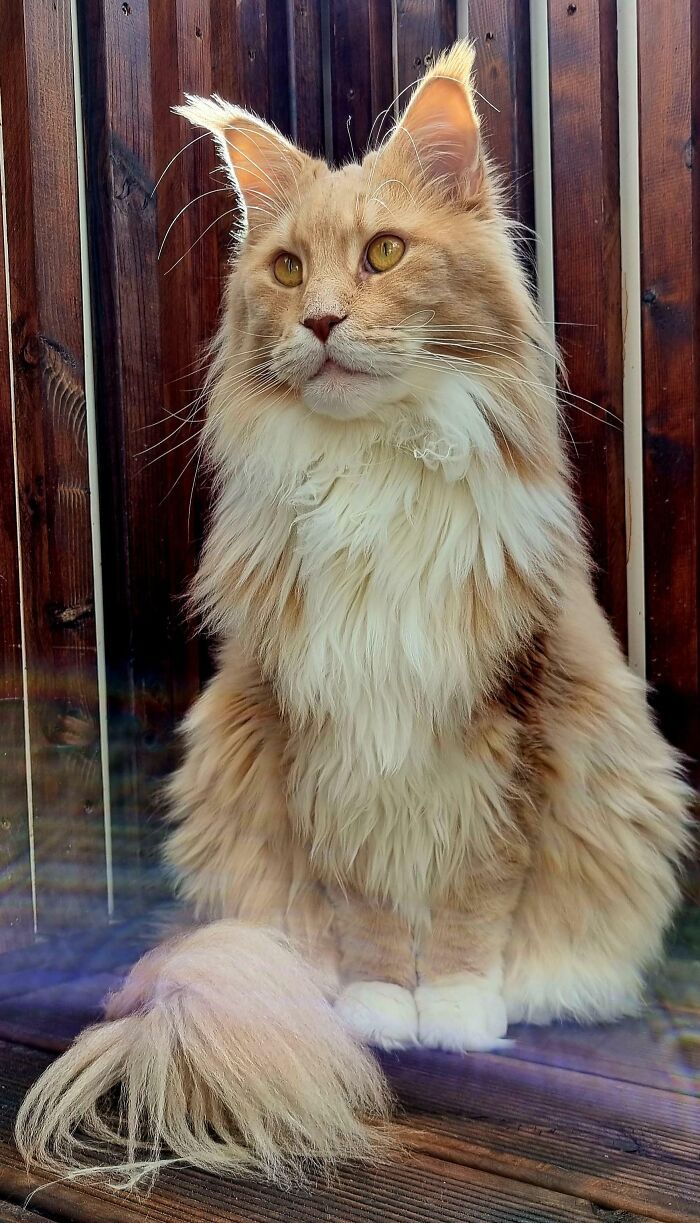 38 fotos ridiculamente impressionantes do gato Maine Coon que você precisa ver 22
