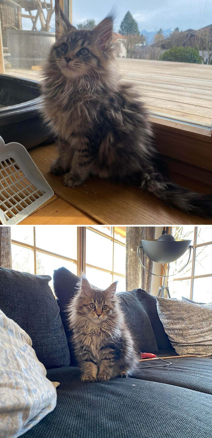 38 fotos ridiculamente impressionantes do gato Maine Coon que você precisa ver 24