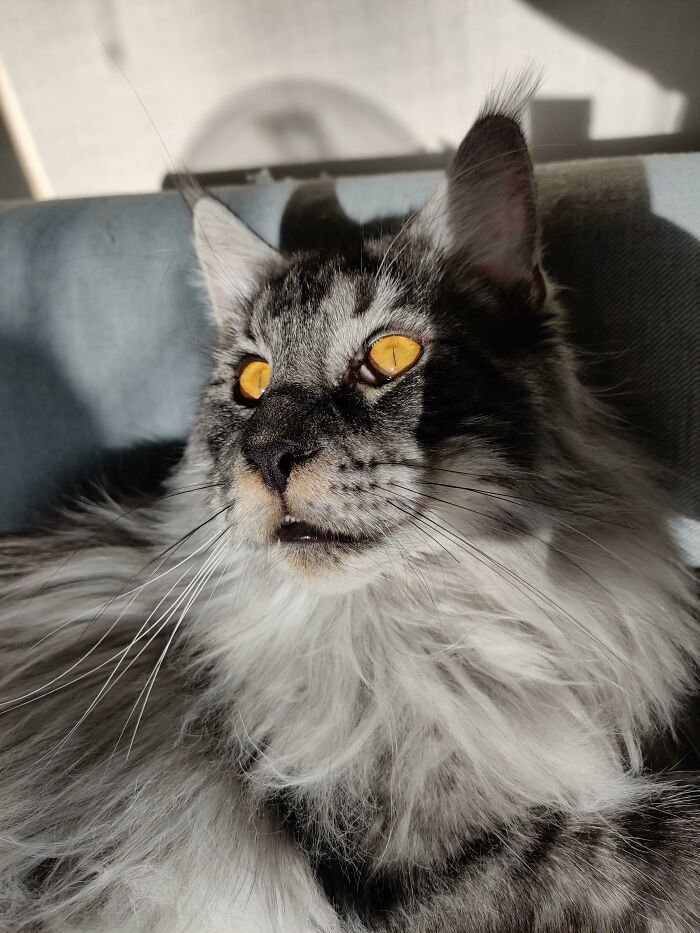 38 fotos ridiculamente impressionantes do gato Maine Coon que você precisa ver 27