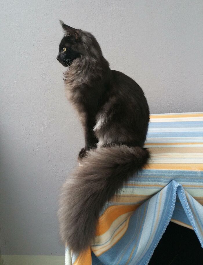 38 fotos ridiculamente impressionantes do gato Maine Coon que você precisa ver 28