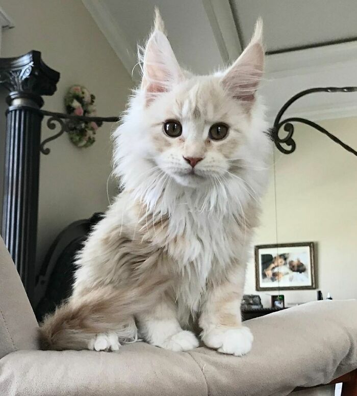 38 fotos ridiculamente impressionantes do gato Maine Coon que você precisa ver 29