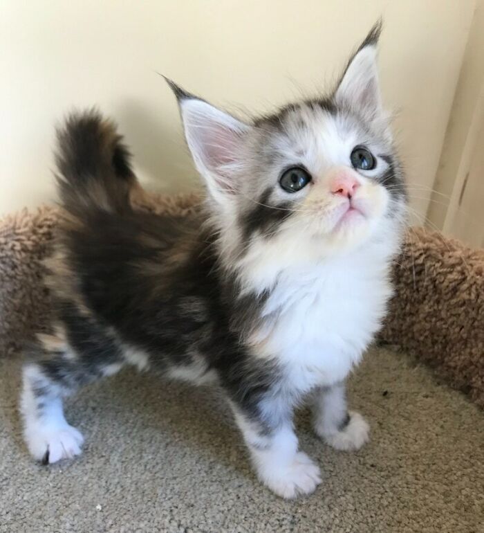 38 fotos ridiculamente impressionantes do gato Maine Coon que você precisa ver 30