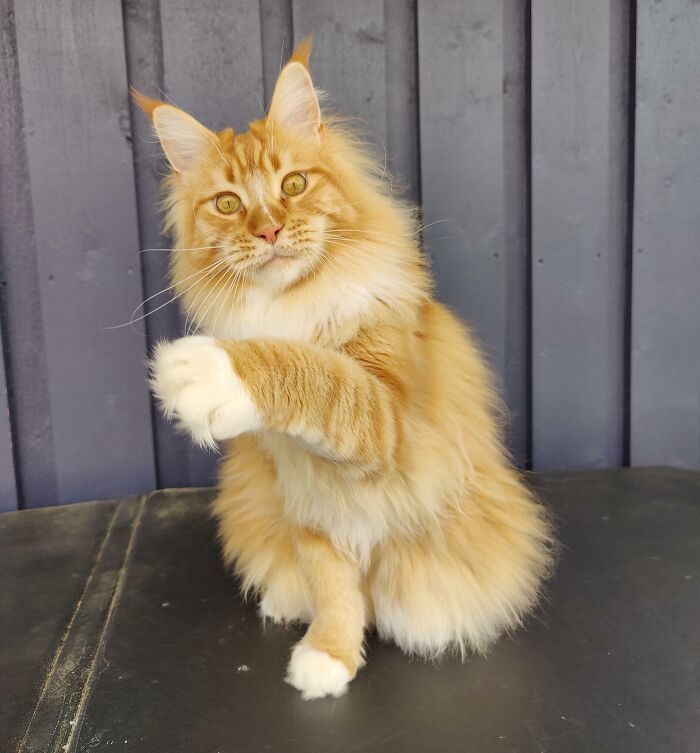 38 fotos ridiculamente impressionantes do gato Maine Coon que você precisa ver 31