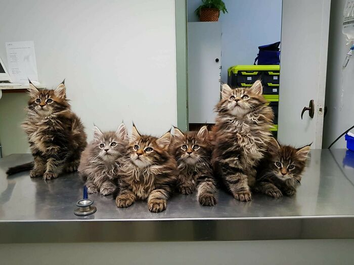 38 fotos ridiculamente impressionantes do gato Maine Coon que você precisa ver 33