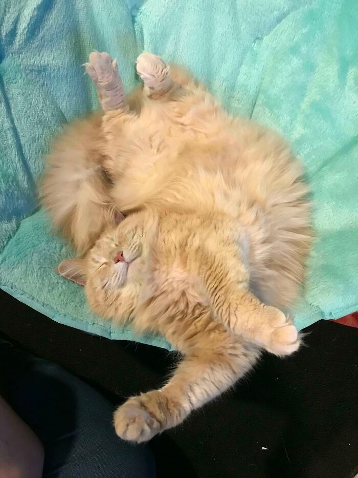 38 fotos ridiculamente impressionantes do gato Maine Coon que você precisa ver 34