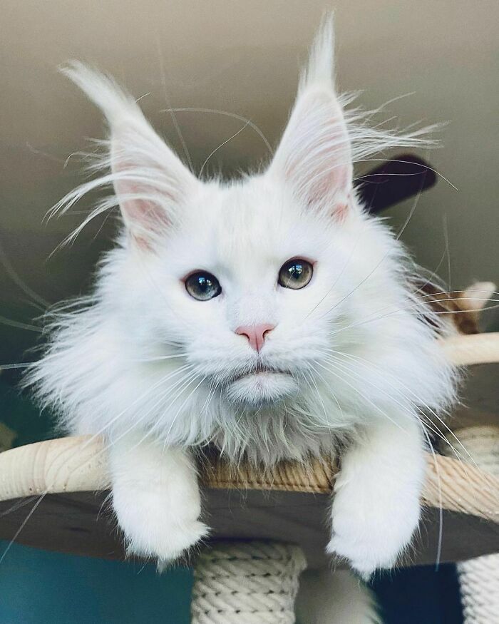 38 fotos ridiculamente impressionantes do gato Maine Coon que você precisa ver 35