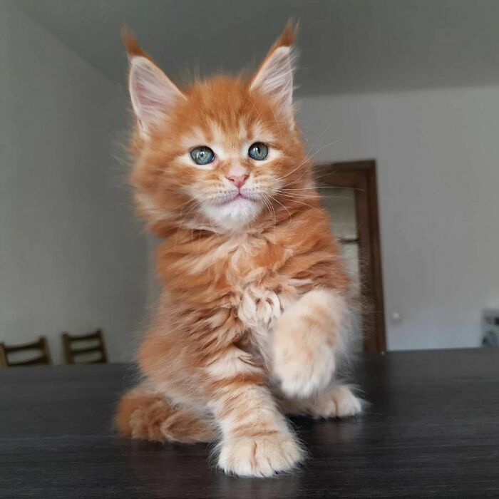 38 fotos ridiculamente impressionantes do gato Maine Coon que você precisa ver 36