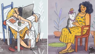 16 ilustrações sobre a vida na quarentena com um gato 28