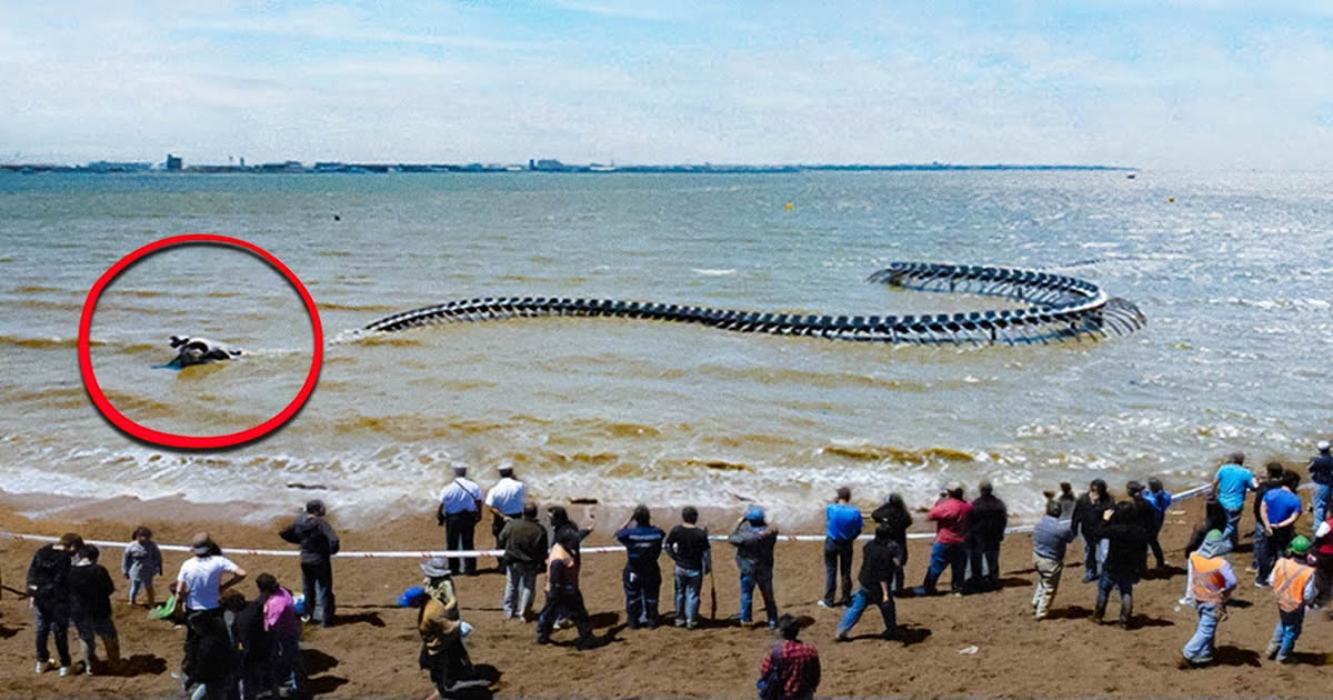 40 momentos incríveis filmados na praia