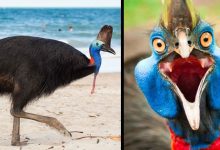 Os animais mais agressivos do mundo 30