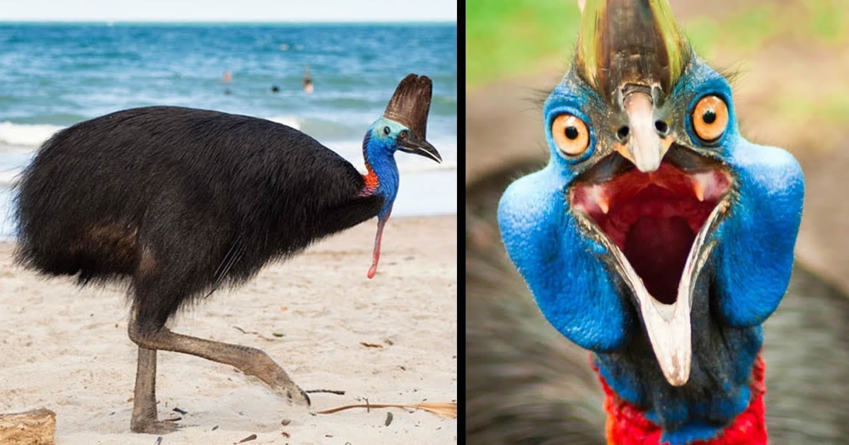 Os animais mais agressivos do mundo