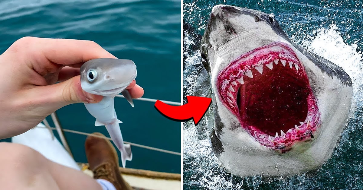 Transformações de animais mais incríveis, antes e depois de animais crescendo