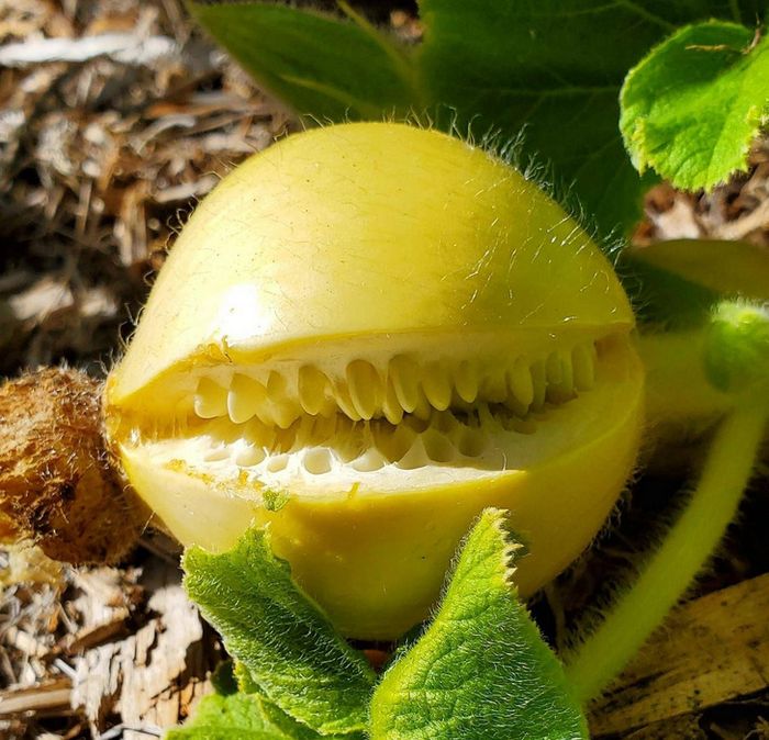 15 vezes em que as coisas fingem ser outra coisa para enganar o nosso cérebro 1