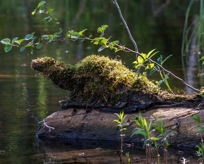 15 vezes em que as coisas fingem ser outra coisa para enganar o nosso cérebro 7