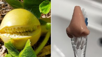 15 vezes em que as coisas fingem ser outra coisa para enganar o nosso cérebro 52