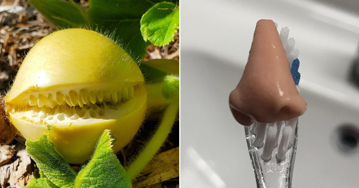 15 vezes em que as coisas fingem ser outra coisa para enganar o nosso cérebro