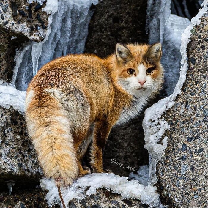 Alguém está colocando rostos de gatos em outros animais e coisas, e os resultados são perturbadoramente divertidos (39 fotos) 11