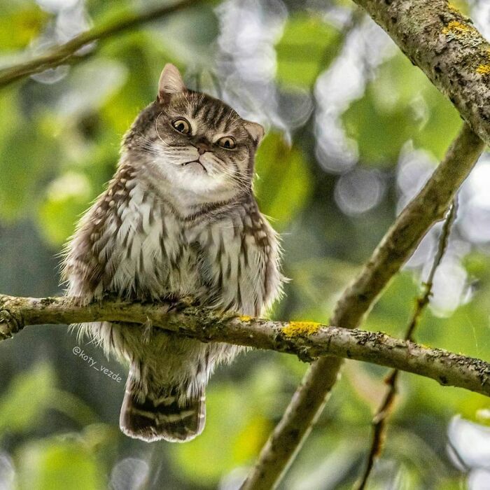 Alguém está colocando rostos de gatos em outros animais e coisas, e os resultados são perturbadoramente divertidos (39 fotos) 18