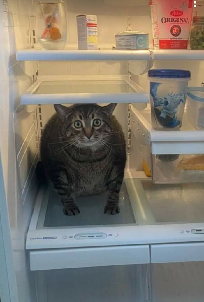 22 fotos de coisas estranhas e bizarras encontradas em geladeiras 3