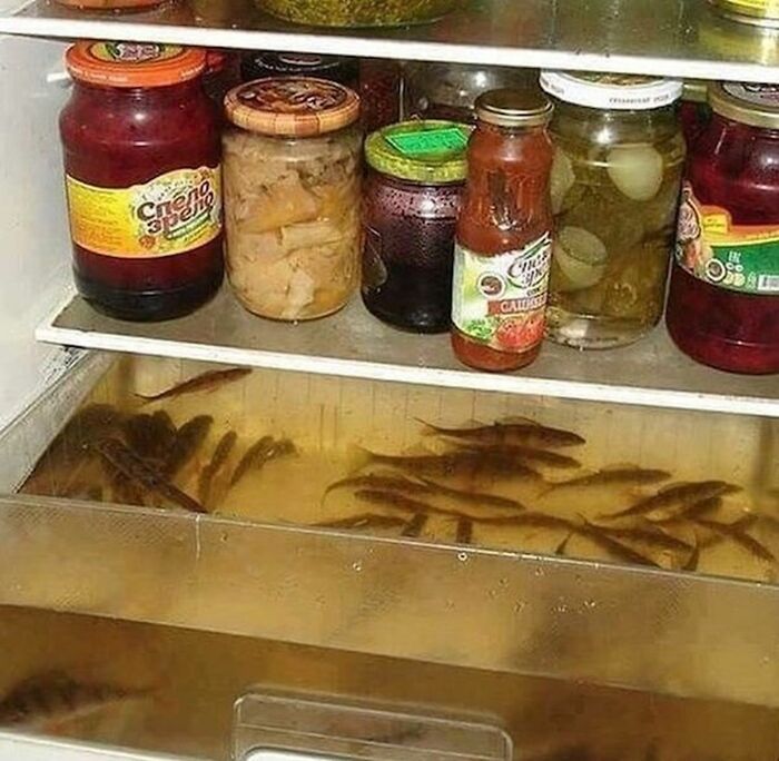 22 fotos de coisas estranhas e bizarras encontradas em geladeiras 12