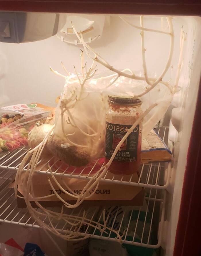 22 fotos de coisas estranhas e bizarras encontradas em geladeiras 18