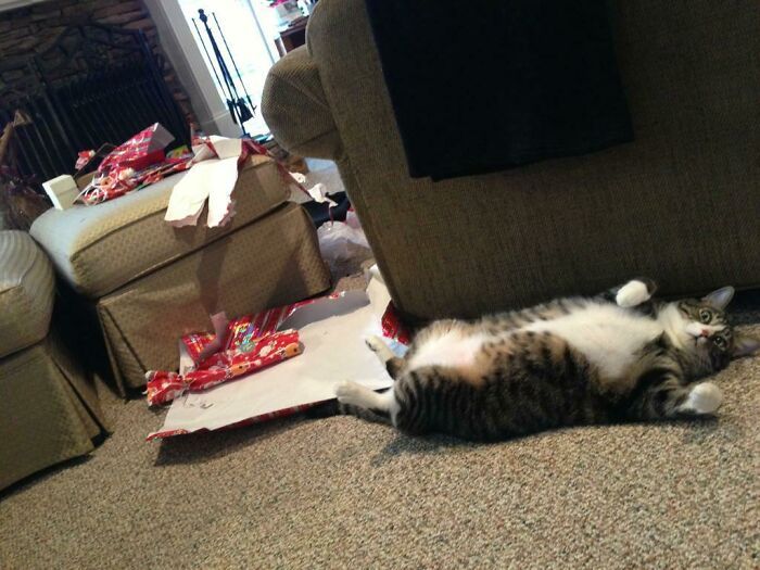 45 fotos de gatos curtindo uma temporada de férias incrível 1 45 fotos de gatos curtindo uma temporada de férias incrível 1