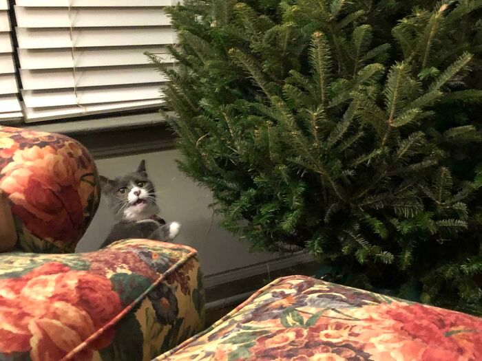 45 fotos de gatos curtindo uma temporada de férias incrível 2 45 fotos de gatos curtindo uma temporada de férias incrível 2