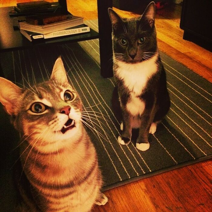45 fotos de gatos curtindo uma temporada de férias incrível 6 45 fotos de gatos curtindo uma temporada de férias incrível 6