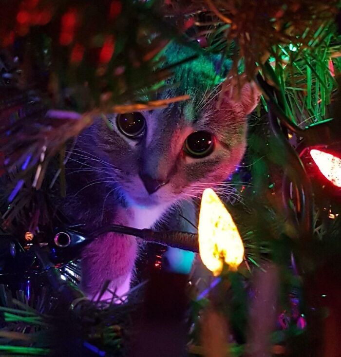 45 fotos de gatos curtindo uma temporada de férias incrível 15