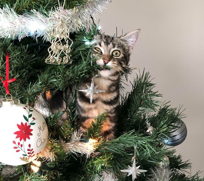 45 fotos de gatos curtindo uma temporada de férias incrível 25 45 fotos de gatos curtindo uma temporada de férias incrível 25