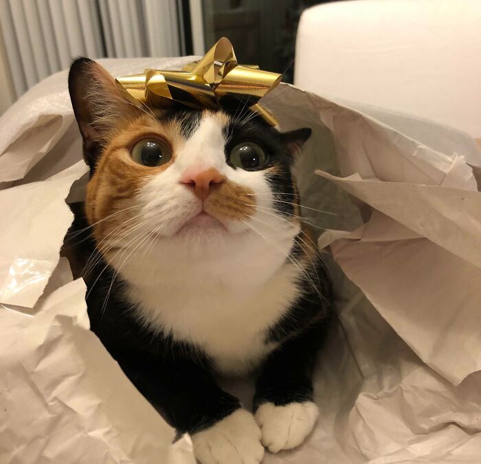 45 fotos de gatos curtindo uma temporada de férias incrível 29 45 fotos de gatos curtindo uma temporada de férias incrível 29