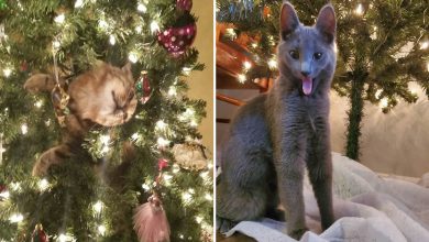 45 fotos de gatos curtindo uma temporada de férias incrível 7