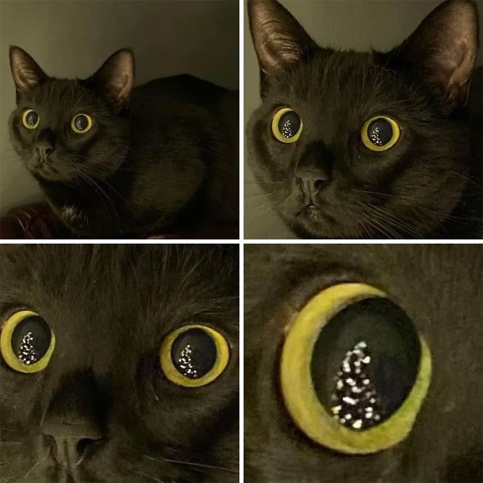 45 fotos de gatos curtindo uma temporada de férias incrível 40 45 fotos de gatos curtindo uma temporada de férias incrível 40