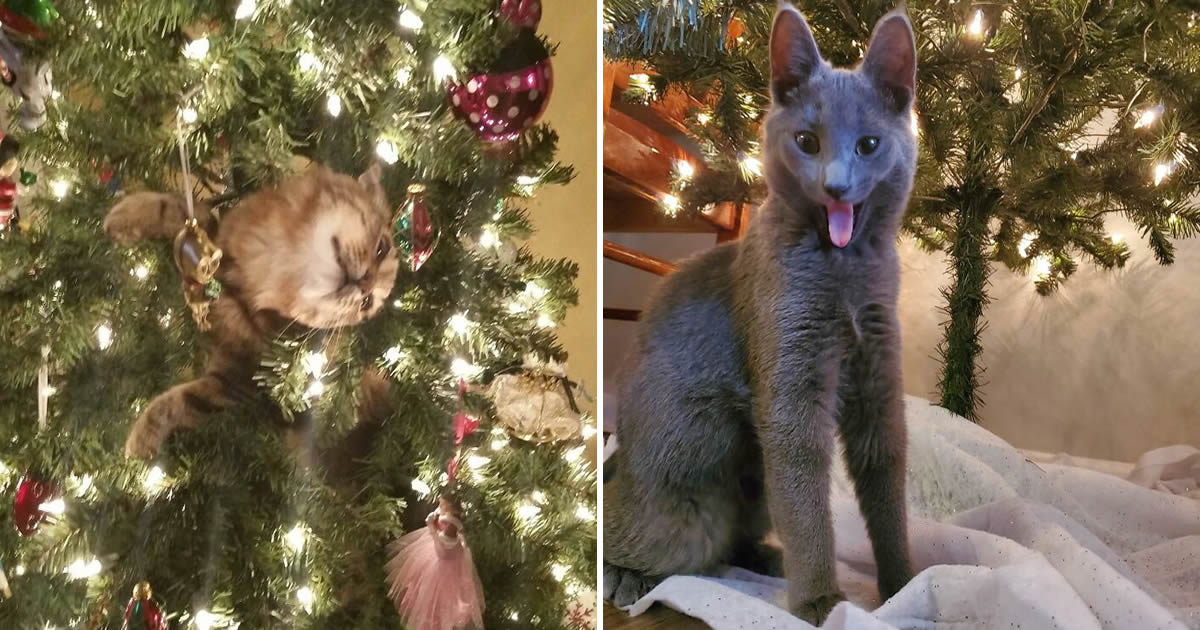 45 fotos de gatos curtindo uma temporada de férias incrível