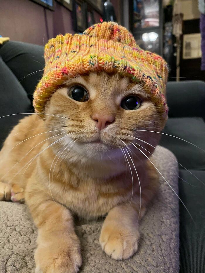 32 provas que gatos laranjas e amarelos são idiotas 1