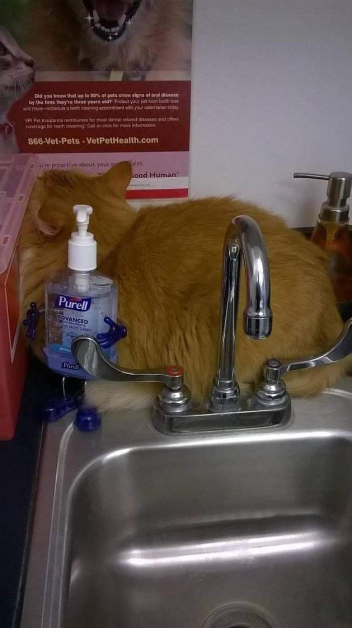 32 provas que gatos laranjas e amarelos são idiotas 23