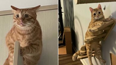 32 provas que gatos laranjas e amarelos são idiotas 8