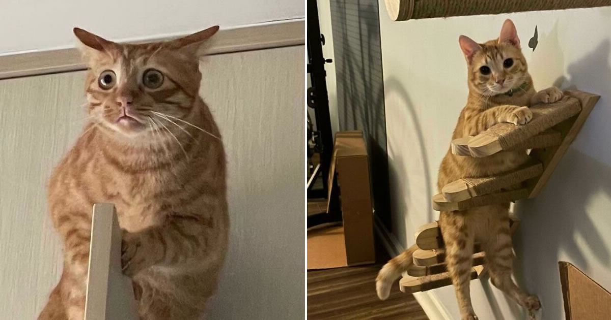 32 provas que gatos laranjas e amarelos são idiotas