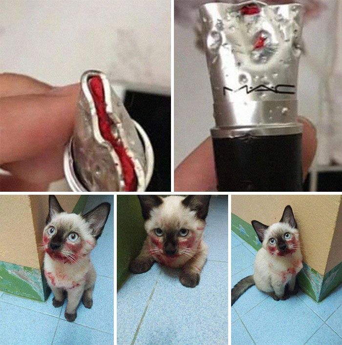 27 fotos que comprovam que todos os gatos são uns idiotas 2