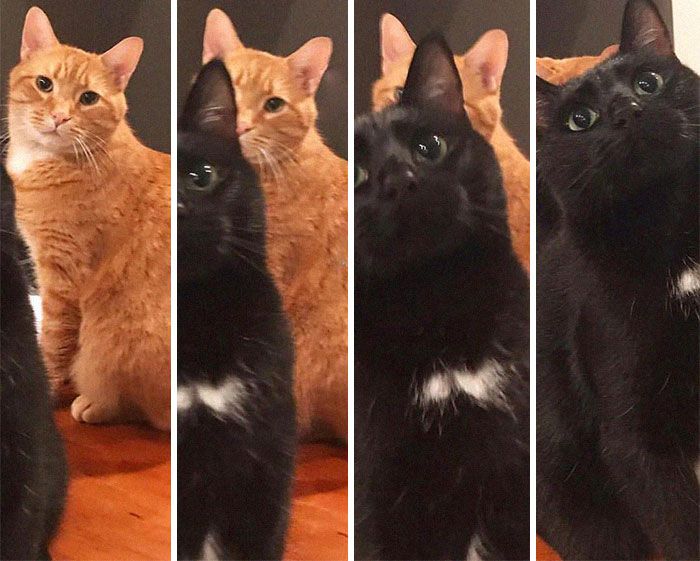 27 fotos que comprovam que todos os gatos são uns idiotas 3
