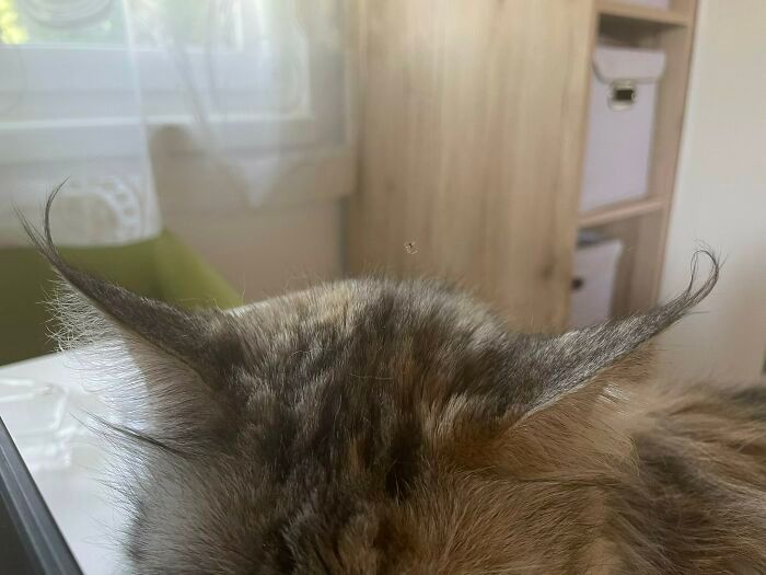 27 fotos que comprovam que todos os gatos são uns idiotas 5