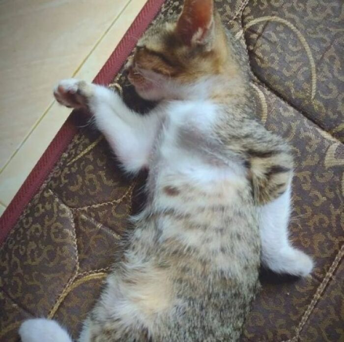 27 fotos que comprovam que todos os gatos são uns idiotas 9