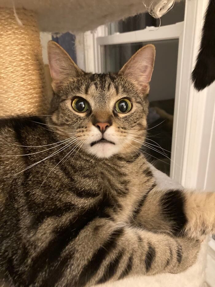 27 fotos que comprovam que todos os gatos são uns idiotas 10