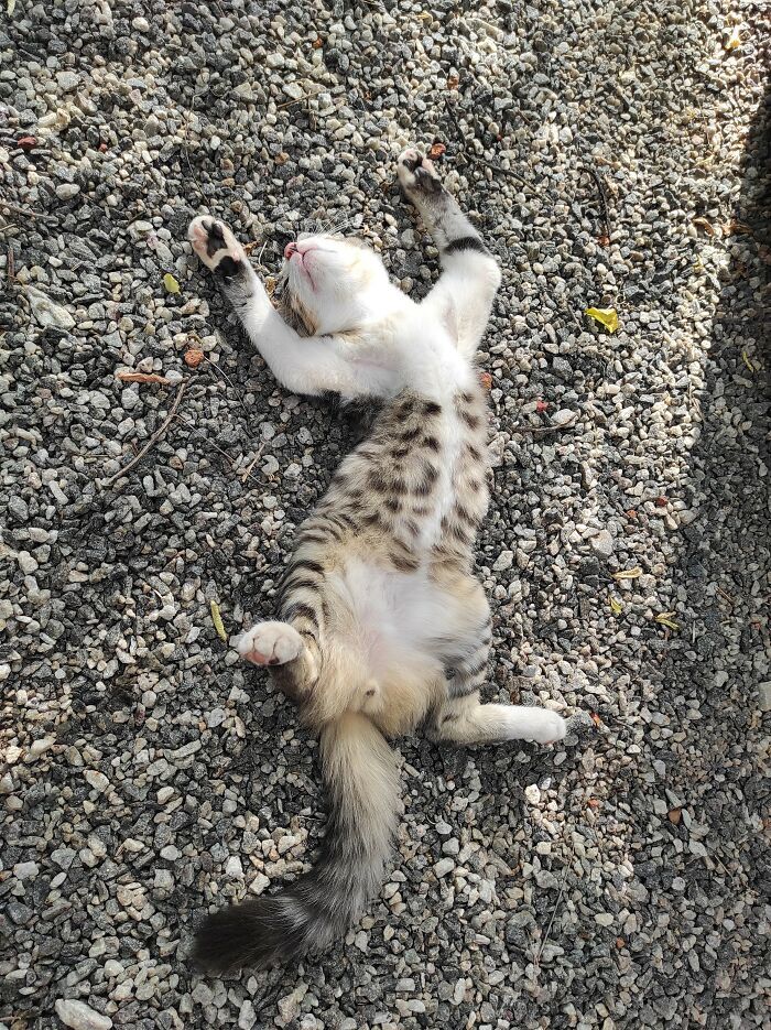 27 fotos que comprovam que todos os gatos são uns idiotas 11